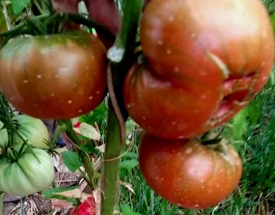 Томат Брендивейн блек