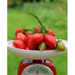 Томат Новинка Приднестровья, 10 шт
