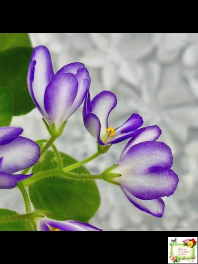 2А-Проба Пера (Е. Кольцова) 2024 г.