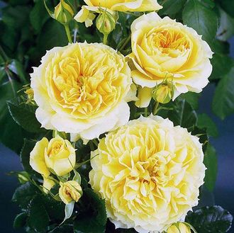 Чайна гёл ( China Girl ), Tantau