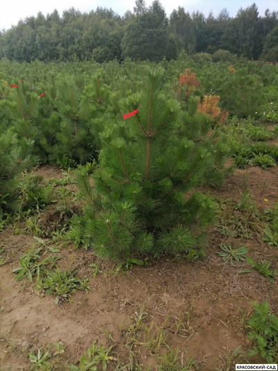 Сосна крымская черная Pínus Pallasiana - фотография в питомнике - красовский-сад.рф