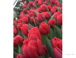 Тюльпан Surrender