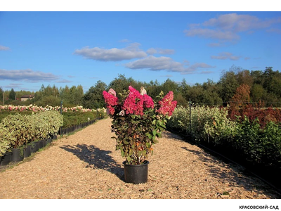 Гортензия Фрайс Мельба - Fraise Melba