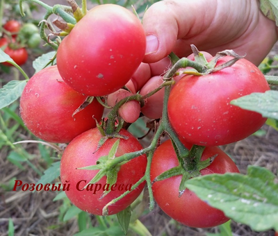 Томат Розовый Сараева
