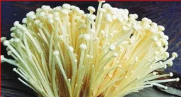 Гриб Эноки фламуллина польза, приенение, свойства