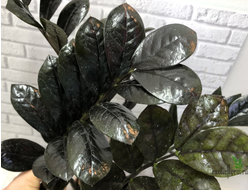 Замиокулькас Равен (Ворон) / Zamioculcas Raven