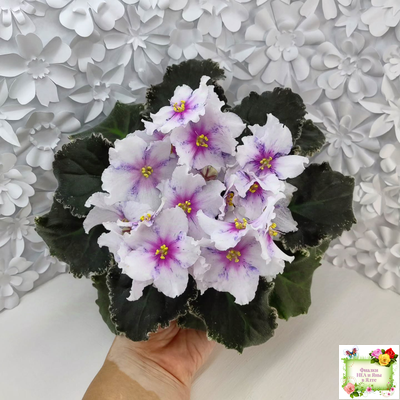 Dn-Love Time (Д. Денисенко) 2021 г.