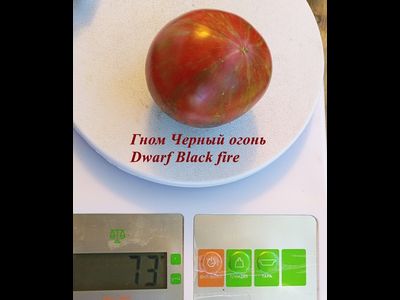 Гном Черный огонь, Черноогненный  (Dwarf Black fire)