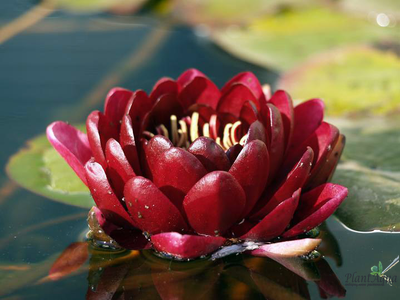 Нимфея Блэк Принцесс