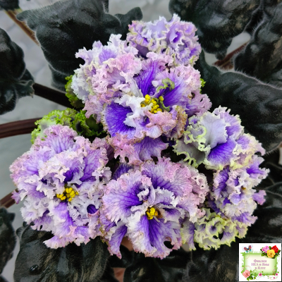 БР-Зимняя Метель (С. и Н. Буркацкие) 2021 г.