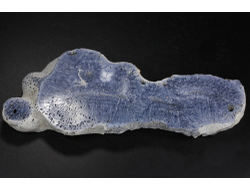 Коралл голубой Акори, Австралия (137*57*14 мм, 129 г) №37716