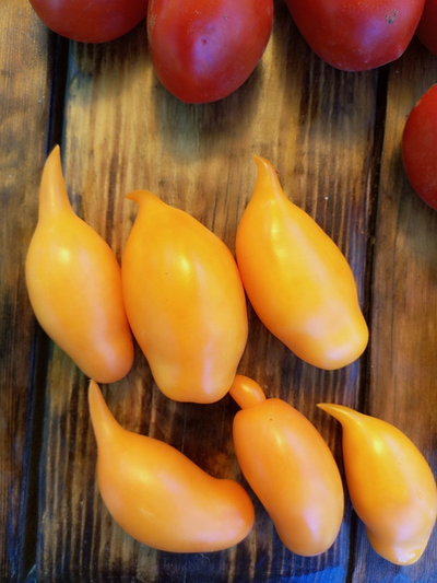 Томат Буратино золотой