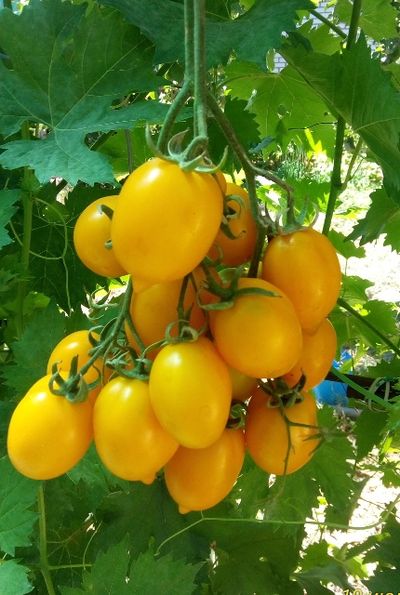 Томат Чудо света