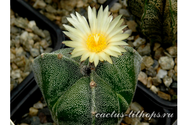 Astrophytum myriostigma v.tricostatum cv.Bohumil Schutz