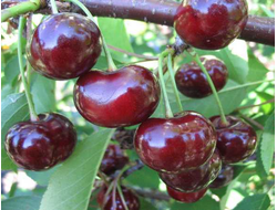 вишня "Тургеневка" дюк среднеспелая.