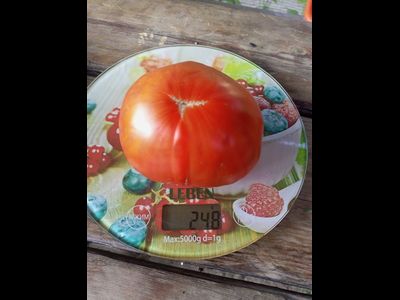 Томат Червен Градински (Cherven Gradinski, Болгария)