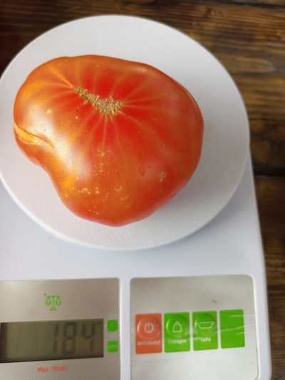 Томат Русский вихрь (Dwarf Russian Swirl) США