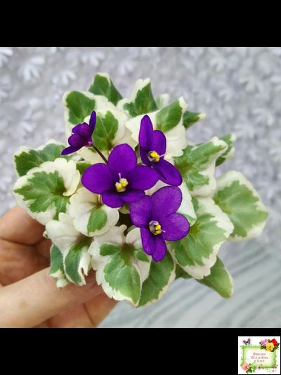 Milk’s Ten Cats (S.Fu) (05/31/2015) листовая химера