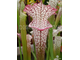Sarracenia Leucophylla pink and purple pitchers,  vigorous and tall plant