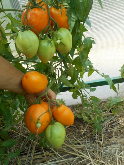 Томат Калькутта, (Calkutta) США