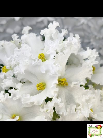 ЛИС-Поиграй Снежинками (Л. Сергеева) 2024 г.