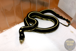 Змея королевская, Lampropeltis
