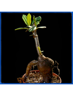Talinum paniculatum