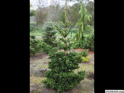 Ель колючая Лаки Страйк - Lucky Strike