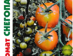 Томат "Снегопад" (высокорослый, выносливый)