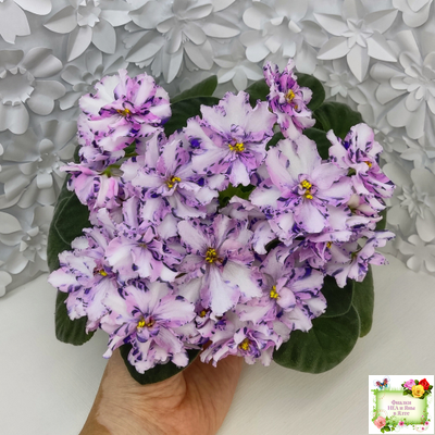 МК-Ветер Перемен (М. Карпова) химера стандарт (стартер сорт)