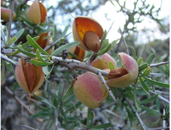 Масло Миндаль сладкий, (нераф) Россия, 50 мл