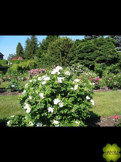 РОЗА МОРЩИНИСТАЯ АЛЬБА