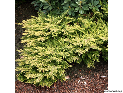 можжевельник обыкновенный голдшац в сетке и мешковине готова к доставке - Красовский-Сад.рф