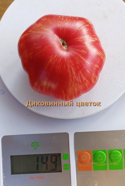 Томат Диковинный цветок розовый