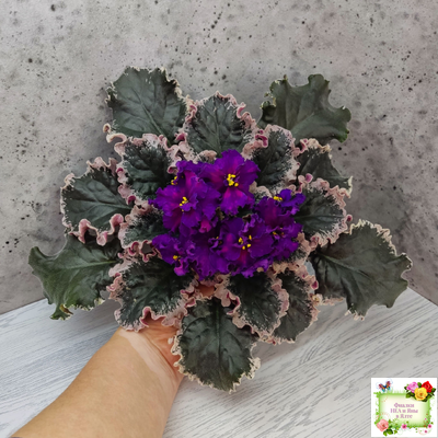 ВаТ-Тип-Топ (Т. Валькова) 2015 г. (лист посажен 04.02.26)