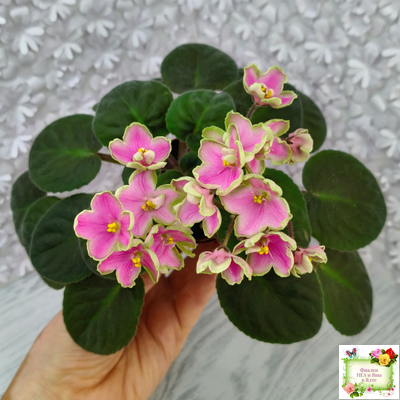 ЛЕ-Ярита (Е.Лебецкая) 2016 г.