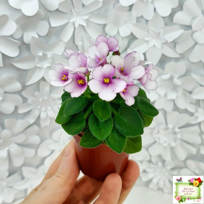 ЛЕ-Колибри (Е. Лебецкая) (3 листа посажены в 1 стак. 20.10.25)