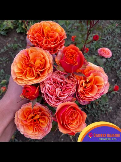 Соут Парк (South Park)