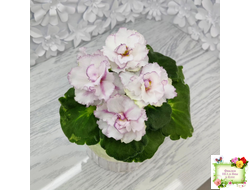 ВаТ-Соло Анфисы (Т. Валькова) 2021 г.