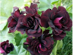 Плющелистная пеларгония Royal Black Rose