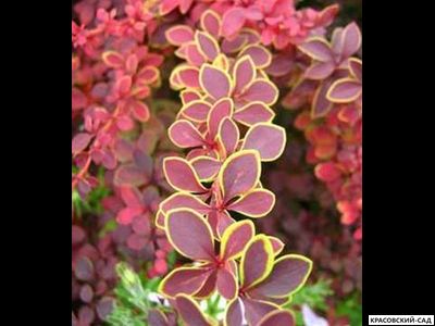 Барбарис Тунберга Голден ринг - фото крупным планом - красовский-сад.рф