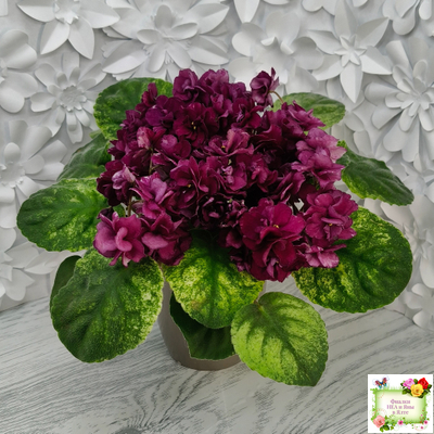 СВ-Город Солнечногорск (О.Емельянова) 2023 г. трейлер