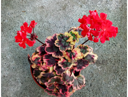 Пеларгония Stenbury