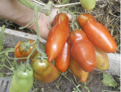 Томат Перцевидный черный