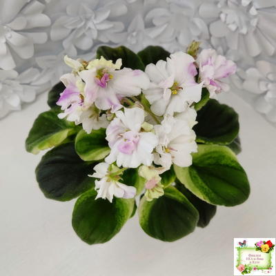 LV-Мариночка (Л. Шевелева) 2023 г. (клакамас бастл-листва с кроновой пестролистностью)