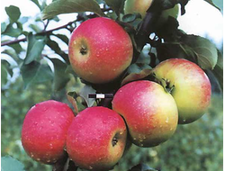 Память Семакину (яблоня)