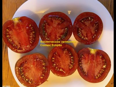 Томат Космическое затмение (Cosmic Eclipse)
