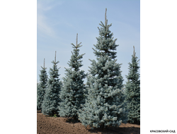 Ель Хупси - Hoopsii