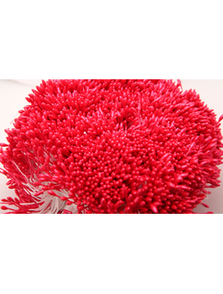 Тычинки тонкие  около 400 нитей , двусторонние , красный