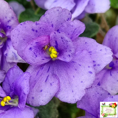 Skagit Victory Trails (W. Lindstrom)  (5659) 01/30/1984 трейлер